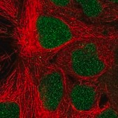 Anti-PROSER1 antibody produced in rabbit Prestige Antibodies&#174; Powered by Atlas Antibodies, affinity isolated antibody, buffered aqueous glycerol solution