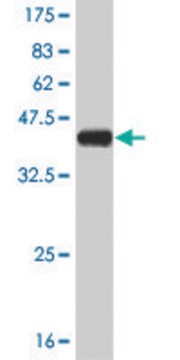 Monoclonal Anti-STMN2, (C-terminal) antibody produced in mouse clone 2G7, purified immunoglobulin, buffered aqueous solution
