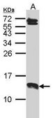 Anti-SERP1 antibody produced in rabbit affinity isolated antibody, buffered aqueous solution