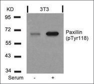 Anti-phospho-PXN (pTyr118) antibody produced in rabbit affinity isolated antibody