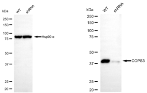 KD-Validated Anti COPS3 Antibody, clone 23GB3780, Rabbit Monoclonal clone 23GB3780, recombinant rabbit monoclonal, expressed in HEK293 cells