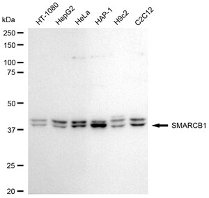 Anti SMARCB1 Antibody, clone 24GB1935, Rabbit Monoclonal clone 24GB1935, recombinant rabbit monoclonal, expressed in HEK293 cells