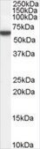 Anti-Perilipin (Internal) antibody produced in goat affinity isolated antibody, buffered aqueous solution