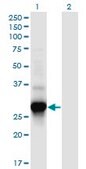 Monoclonal Anti-C4ORF43 antibody produced in mouse clone 4A6, purified immunoglobulin, buffered aqueous solution