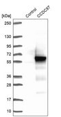 Anti-CCDC97 antibody produced in rabbit Prestige Antibodies&#174; Powered by Atlas Antibodies, affinity isolated antibody, buffered aqueous glycerol solution