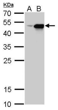 Monoclonal Anti-CFDP1 antibody produced in mouse clone GT12411, affinity isolated antibody