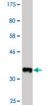 Monoclonal Anti-RPS6KC1, (C-terminal) antibody produced in mouse clone 4C6, ascites fluid