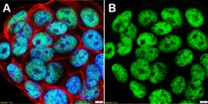 Anti-G9a Antibody, clone 1N3 ZooMAb® Rabbit Monoclonal recombinant, expressed in HEK 293 cells