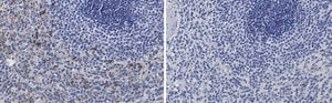 Anti-Siglec-9 Antibody, clone 3F22 ZooMAb® Rabbit Monoclonal recombinant, expressed in HEK 293 cells