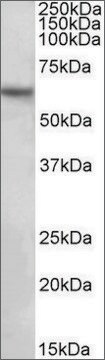 Anti-SLC1A3 (C-terminal) antibody produced in goat affinity isolated antibody, buffered aqueous solution