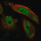 Anti-FAM206A antibody produced in rabbit Prestige Antibodies&#174; Powered by Atlas Antibodies, affinity isolated antibody, buffered aqueous glycerol solution