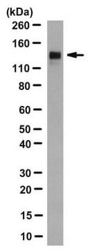 Anti-Klotho Antibody, clone KL-234 ascites fluid, clone KL-234, from rat