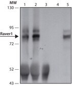 Anti-Raver1 (C-terminal) antibody produced in rabbit IgA fraction of antiserum