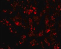 Anti-CUEDC1 antibody produced in rabbit affinity isolated antibody, buffered aqueous solution