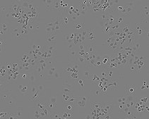 Neuro 2a Cell Line from mouse NOTE: Both the cell line and DNA from the cell line may be available for this product. Please choose -1VL or VIAL for cells, or -DNA-5UG for DNA, 89121404, mouse nerve, Neuronal/amoeboid-like