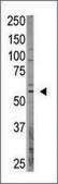 Anti-OASIS (C-term) antibody produced in rabbit IgG fraction of antiserum, buffered aqueous solution