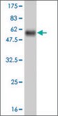 Monoclonal Anti-NFE2L2 antibody produced in mouse clone 2D5, purified immunoglobulin, buffered aqueous solution