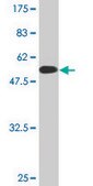 Monoclonal Anti-BNIP1 antibody produced in mouse clone 1G7, purified immunoglobulin, buffered aqueous solution