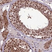 Anti-RANBP3 antibody produced in rabbit Prestige Antibodies&#174; Powered by Atlas Antibodies, affinity isolated antibody, buffered aqueous glycerol solution