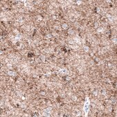 Monoclonal Anti-OPALIN antibody produced in mouse Prestige Antibodies® Powered by Atlas Antibodies, clone CL11144, purified antibody (Protein A)
