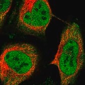 Anti-RELB antibody produced in rabbit Prestige Antibodies&#174; Powered by Atlas Antibodies, affinity isolated antibody, buffered aqueous glycerol solution