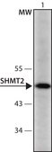 Anti-SHMT2 (36-49) antibody produced in rabbit IgG fraction of antiserum, buffered aqueous solution