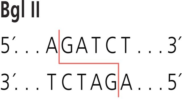 Bgl II from Bacillus licheniformis Restriction Enzyme