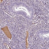 Anti-APOA1 antibody produced in rabbit Prestige Antibodies&#174; Powered by Atlas Antibodies, affinity isolated antibody, buffered aqueous glycerol solution