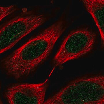 Anti-C8orf44 antibody produced in rabbit Prestige Antibodies&#174; Powered by Atlas Antibodies, affinity isolated antibody