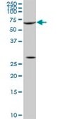 ANTI-SRF antibody produced in mouse clone 1E1, purified immunoglobulin, buffered aqueous solution