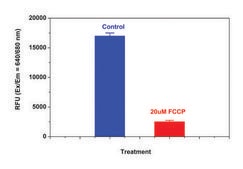线粒体膜电位近红外线检测试剂盒（适用于酶标仪） sufficient for 500 fluorometric&nbsp;tests (near infrared fluorescence, microplate readers)