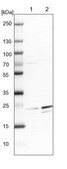 Anti-GFER antibody produced in rabbit Prestige Antibodies&#174; Powered by Atlas Antibodies, affinity isolated antibody, buffered aqueous glycerol solution