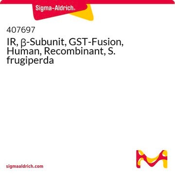 IR, &#946;-Subunit, GST-Fusion, Human, Recombinant, S. frugiperda
