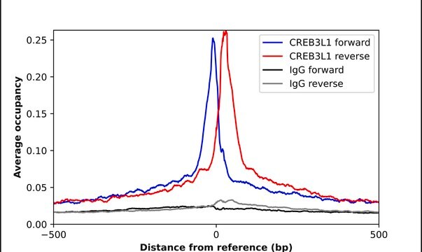 抗-CREB3L1 兔抗 Prestige Antibodies&#174; Powered by Atlas Antibodies, affinity isolated antibody, buffered aqueous glycerol solution