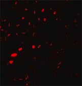 Anti-AQP2 antibody produced in rabbit affinity isolated antibody