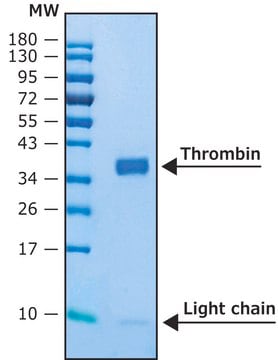 Thrombin human BioUltra, recombinant, expressed in HEK 293 cells, aqueous solution, &#8805;95% (SDS-PAGE)