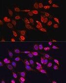Anti-EIF4EBP1 antibody produced in rabbit