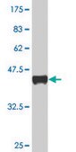 Monoclonal Anti-CBL antibody produced in mouse clone 6D12, purified immunoglobulin, buffered aqueous solution