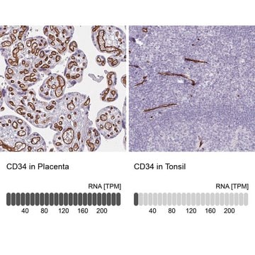 Anti-CD34 antibody produced in rabbit Prestige Antibodies&#174; Powered by Atlas Antibodies, affinity isolated antibody, buffered aqueous glycerol solution