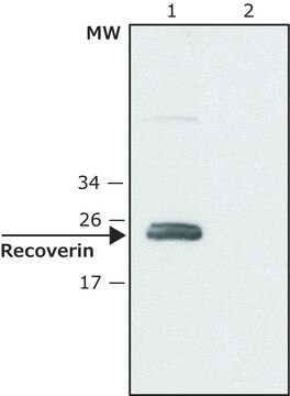 Anti-Recoverin (C-terminal) antibody produced in rabbit ~1.5&#160;mg/mL, affinity isolated antibody