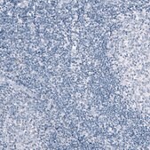 Monoclonal Anti-SPP1 antibody produced in mouse Prestige Antibodies® Powered by Atlas Antibodies, clone CL10686, purified antibody (Protein A)