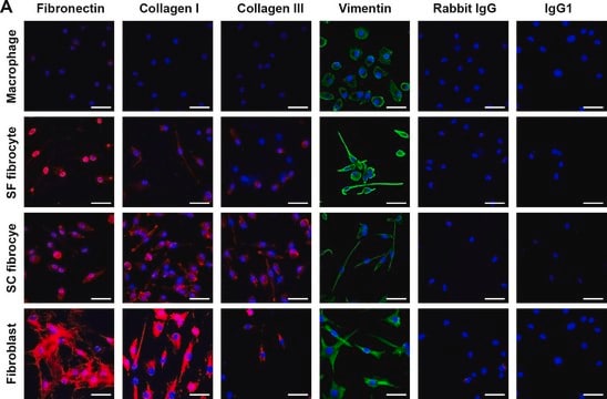 抗-纤连蛋白 兔抗 affinity isolated antibody, buffered aqueous solution