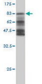 Monoclonal Anti-HERPUD1 antibody produced in mouse clone 3E10, purified immunoglobulin, buffered aqueous solution