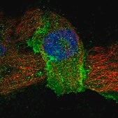 Anti-P3H3 antibody produced in rabbit Prestige Antibodies® Powered by Atlas Antibodies, affinity isolated antibody, buffered aqueous glycerol solution