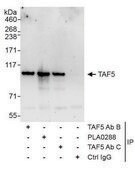 Rabbit anti-TAF5 Antibody, Affinity Purified Powered by Bethyl Laboratories, Inc.