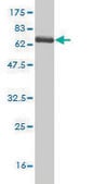 Monoclonal Anti-SPHK1 antibody produced in mouse clone 1D6, purified immunoglobulin, buffered aqueous solution