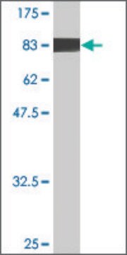 Monoclonal Anti-EHD4 antibody produced in mouse clone 1B5, purified immunoglobulin, buffered aqueous solution