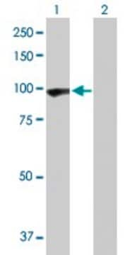 Anti-PCDHGA5 antibody produced in rabbit purified immunoglobulin, buffered aqueous solution