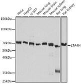 Anti-LTA4H Antibody, clone 4H5Q9, Rabbit Monoclonal
