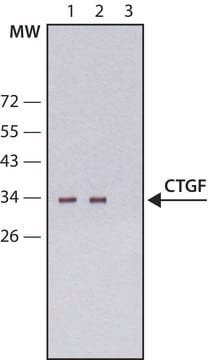 Anti-CTGF antibody, Mouse monoclonal clone CTGF-14, purified from hybridoma cell culture